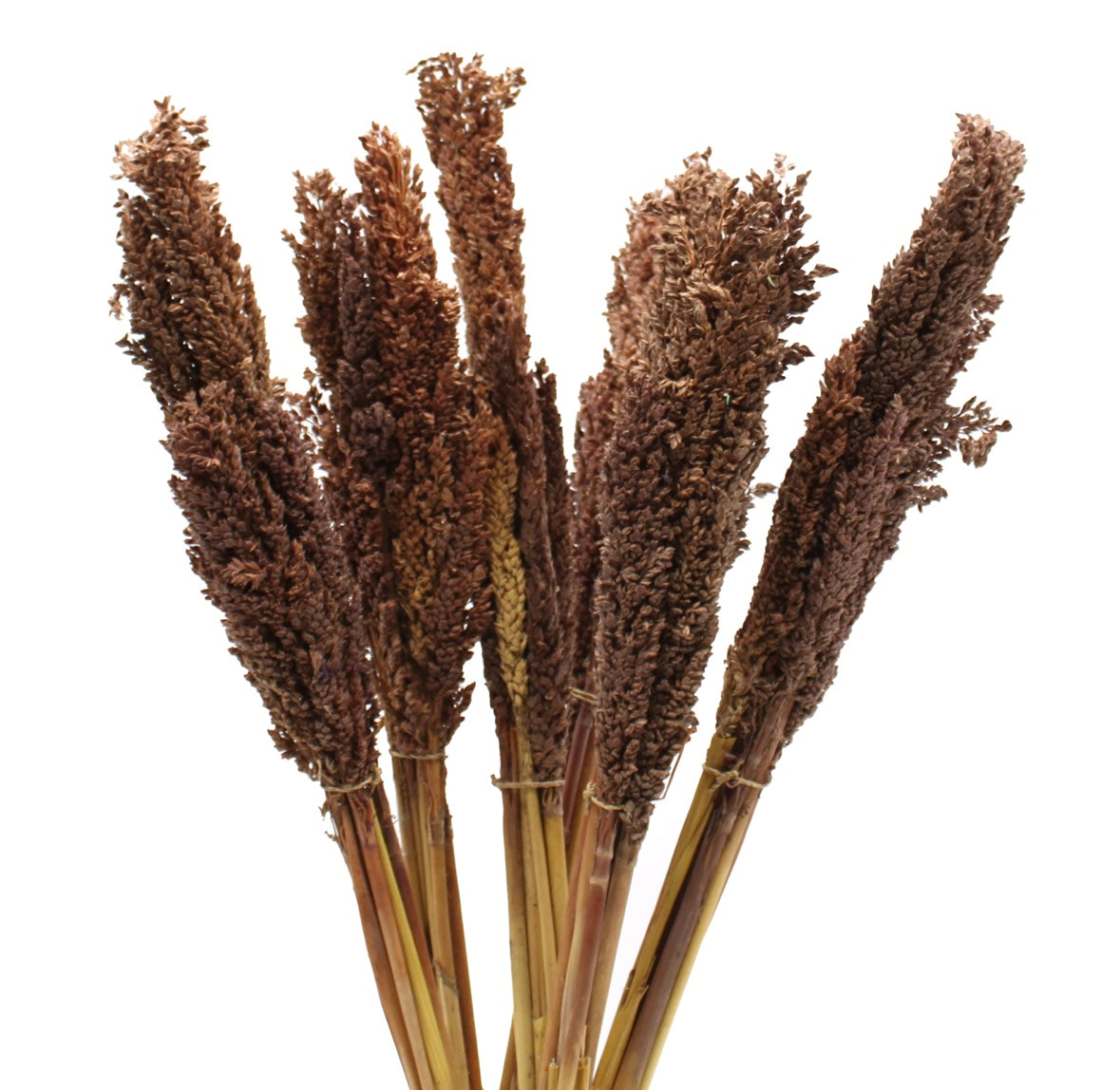 6x Cantal Grass Bunches - 7 Colours Available