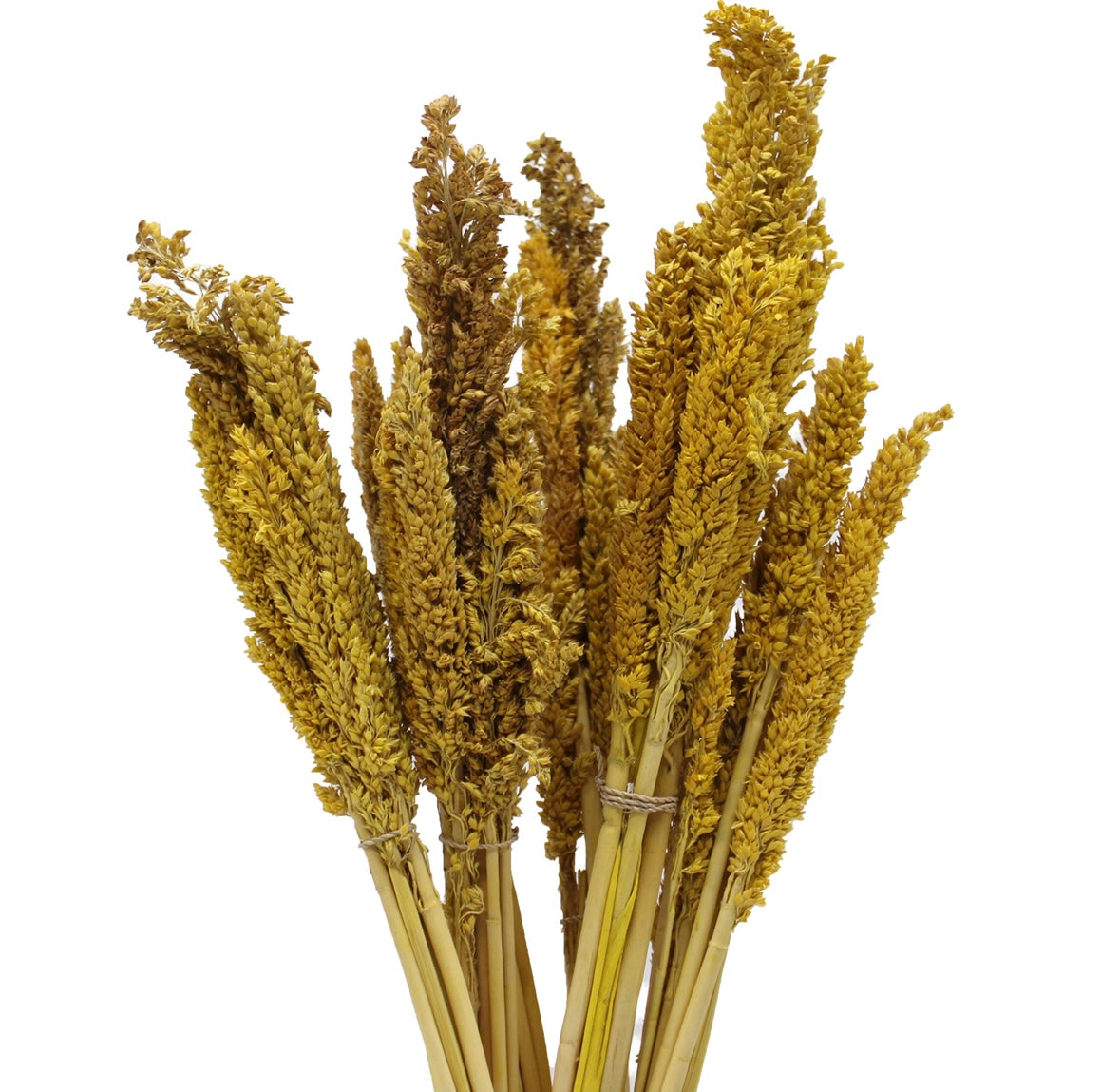 6x Cantal Grass Bunches - 7 Colours Available